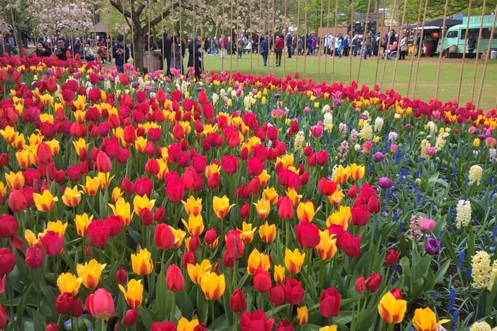 Z Amsterdamu: wycieczka w małej grupie do Keukenhof i Zaanse Schans