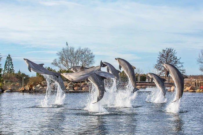 Harderwijk: Dolfinarium Entry Ticket