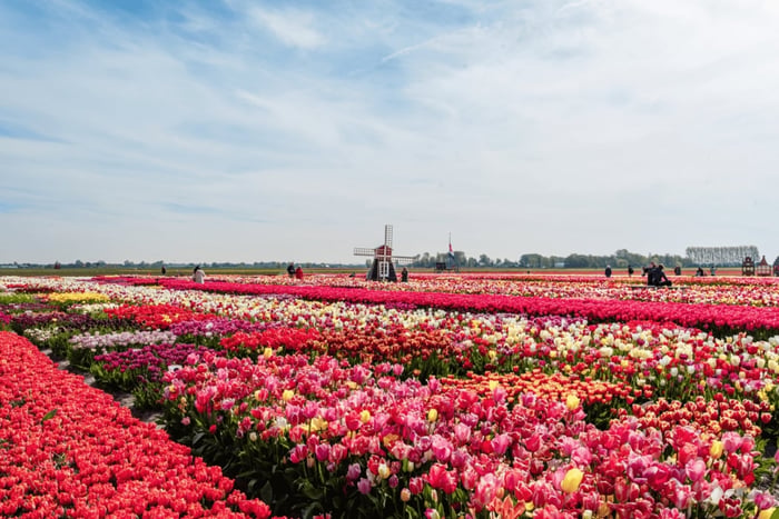 Amesterdão: Excursão a Keukenhof e ao Campo das Tulipas, com recolha no hotel