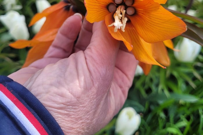 Keukenhof och blomfält med botaniker