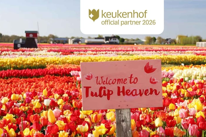 Keukenhof Tour + Tulip Picking – From Amsterdam