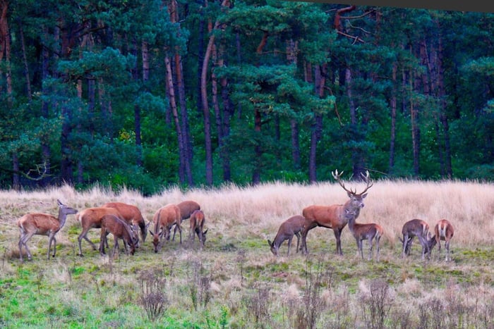 Tour particular ao Parque Nacional Veluwe e ao Museu Kröller Müller