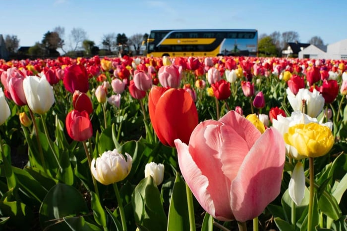 Tulip Experience and Tulip Fields Tour from Amsterdam