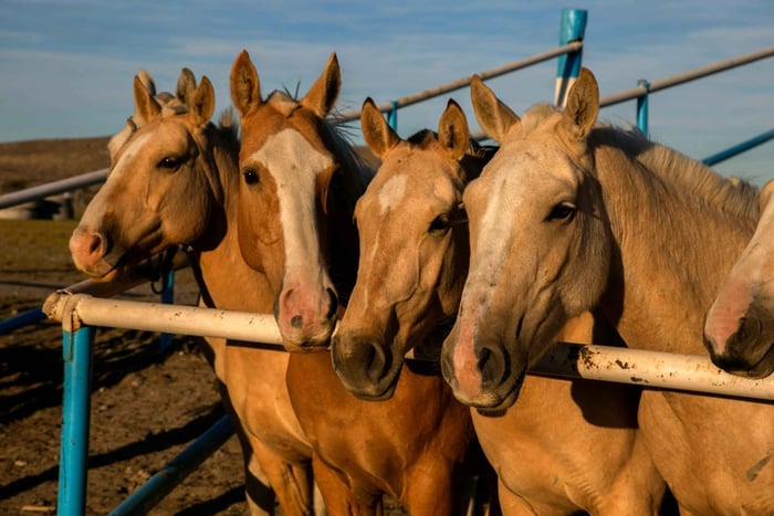 Argentinien: Gaucho-Reitabenteuer in den Pampas + Mittagessen