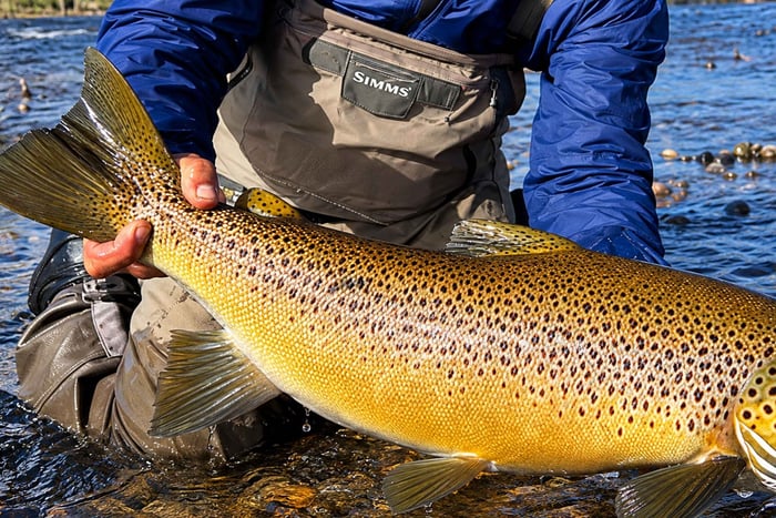 Bariloche, Private Fishing on the LimayEscSur River