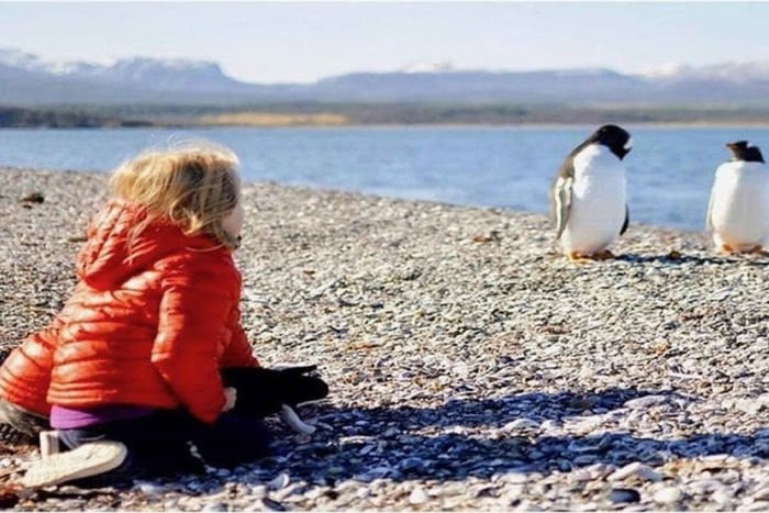 Beagle Navigation & Walking with Papua Penguins HammerIsland