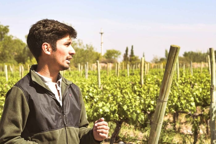 Sabores e paisagens de Mendoza: rota do vinho e do azeite