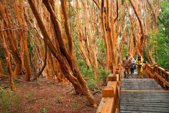 Da Bariloche: Isola di Victoria e escursione in barca nella Foresta del Mirto