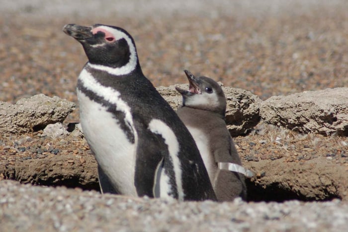 Von Puerto Madryn: Pinguin-Tour und Tagesausflug zur Halbinsel Valdés
