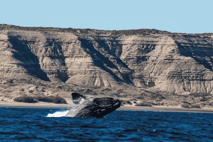 Da Puerto Madryn: escursione a terra nella Penisola Valdés