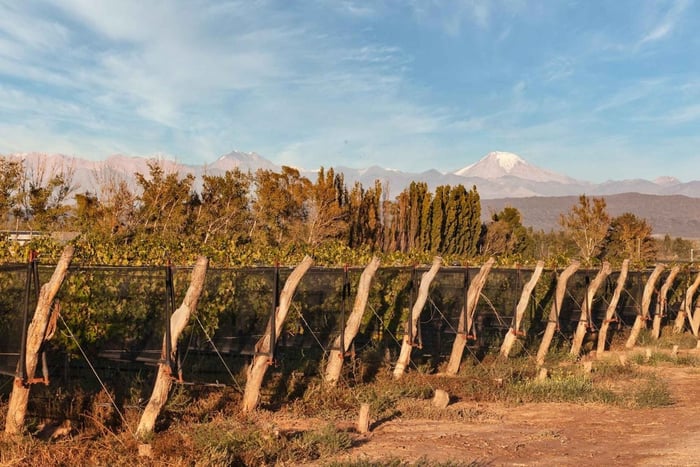 Mendoza Luján de Cuyo: Tour of 3 Wineries with Tastings and Lunch