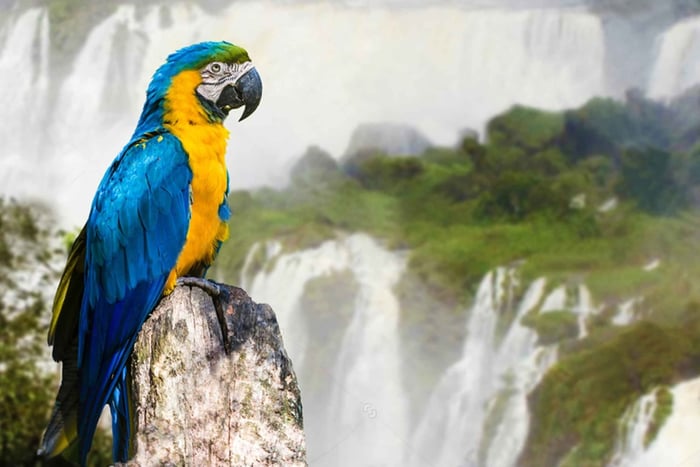 Puerto Iguazu: Braziliaanse kant van de Iguaza watervallen & vogelpark tour