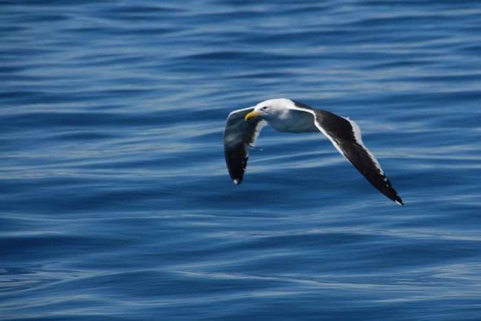 Puerto Madryn: Birdwatching