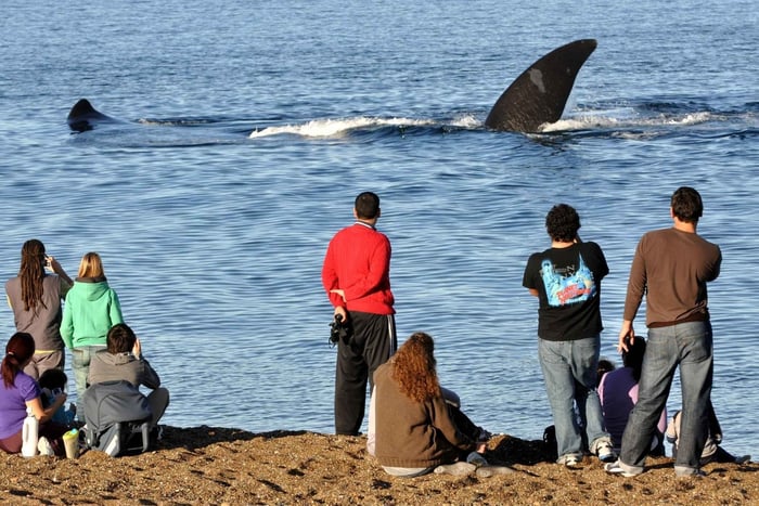 Puerto Madryn: El Doradillo Shore Whale Watching Tour
