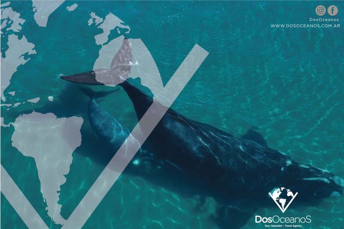 Puerto Madryn : péninsule Valdés avec observation de baleines incluse