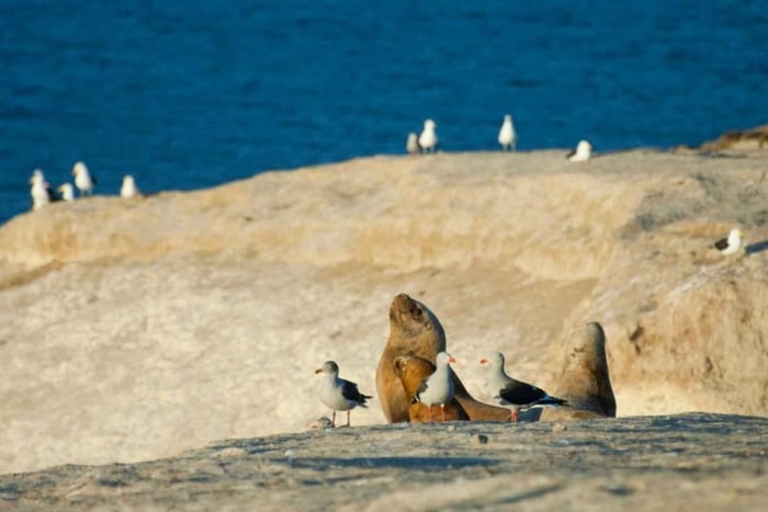 Puerto Madryn: Punta Loma og byomvisning med henting