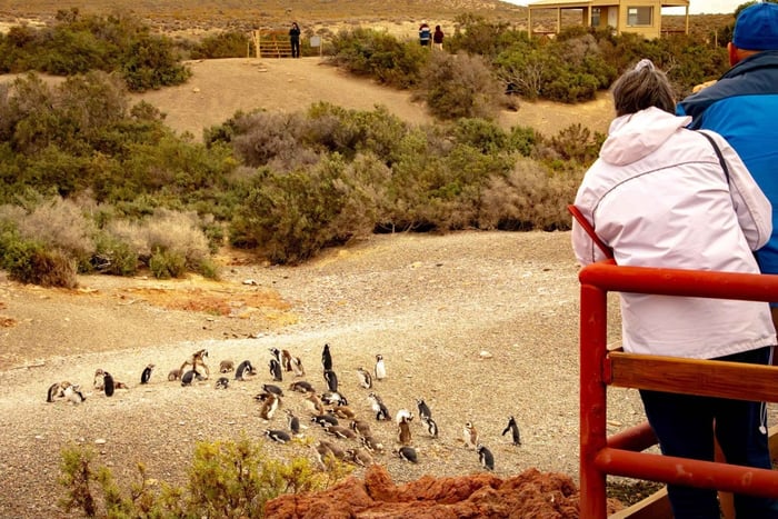 Puerto Madryn: Punta Tombo Wandern unter Pinguinen erleben