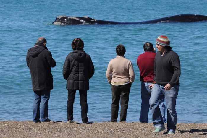 Puerto Madryn: Whale Sightseeing Tour from the Coast