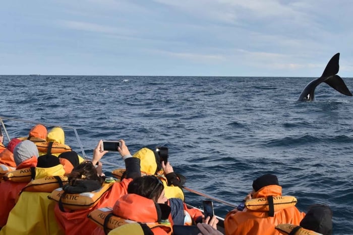 Puerto Pirámides: Hvalsafari-båttur med guide