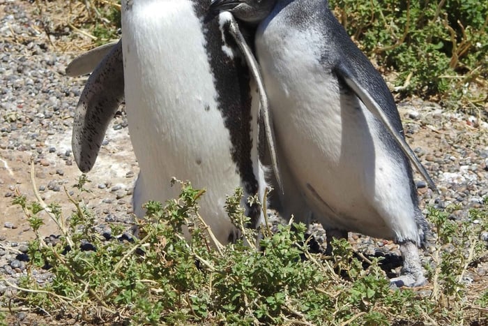 Dagsutflykt till Punta Tombo och Isla Escondida