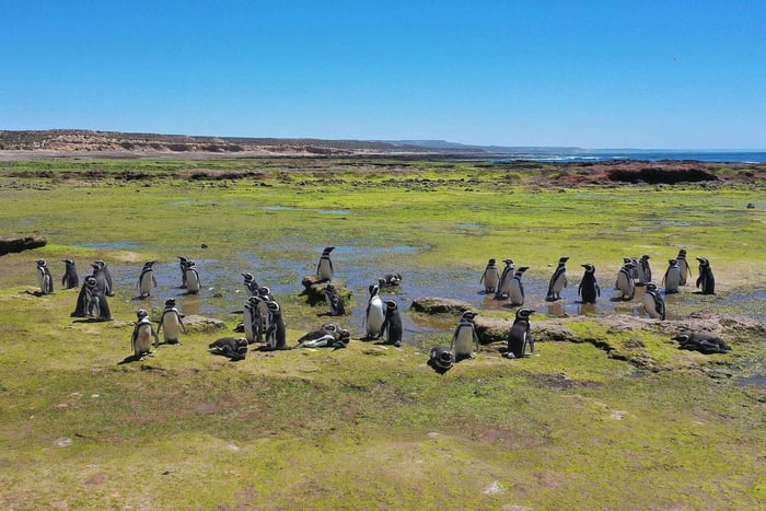 Punta Tombo for cruisere