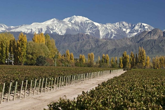 Tour de bodegas ruta 7, . Degustaciones en 3 bodegas, recorridos y picnic