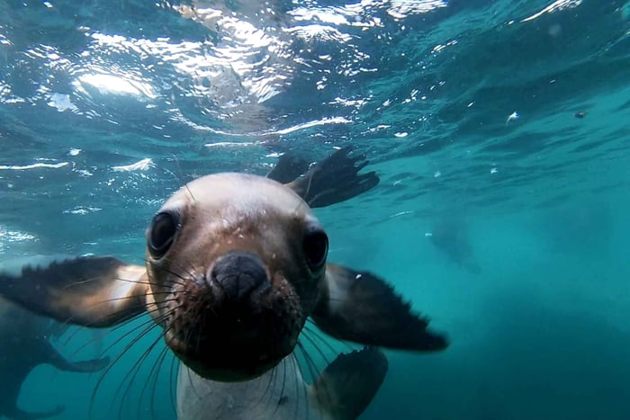 Snorkling med sjøløver