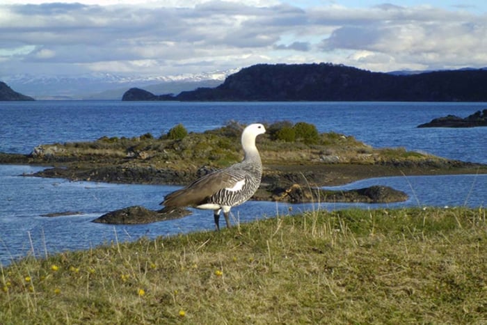 Ushuaia: Beagle Channel Navigation with Sea Lions or Penguins