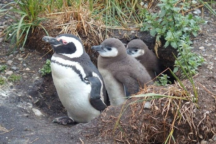 Ushuaia: Pinguïnkolonie Beaglekanaal Tour