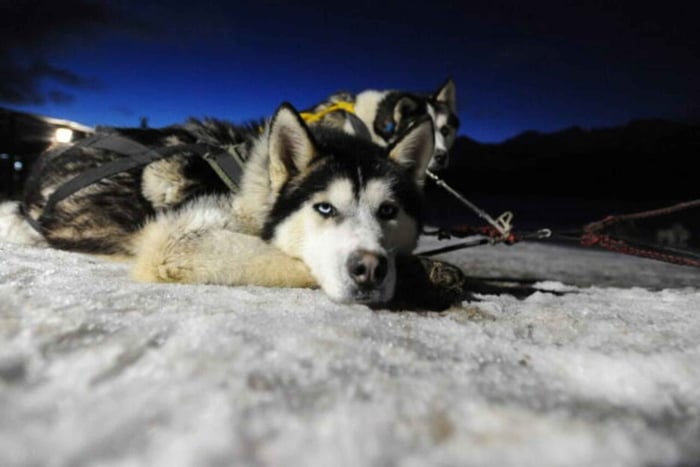 Ushuaia: kveldstur med ild og snø med middag