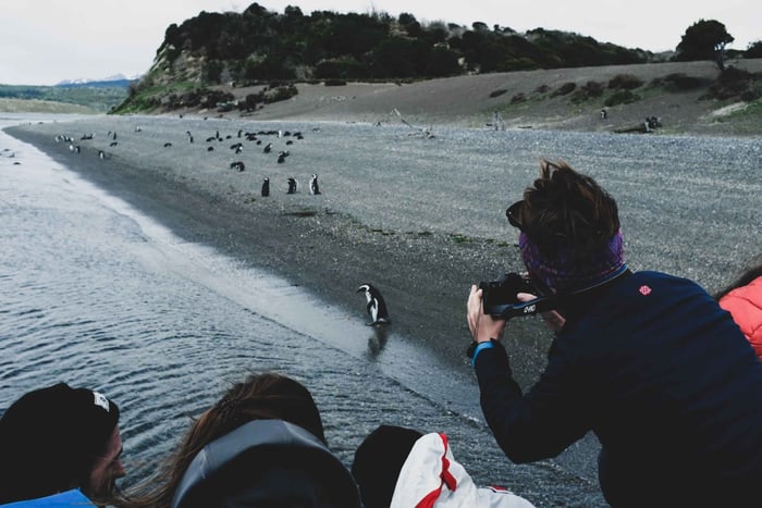 Ushuaia: Gable Island and Penguin Colony with Lunch