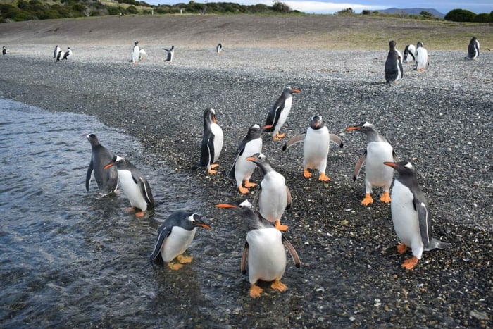Ushuaia: Pinguinbeobachtung auf einem kleinen Boot
