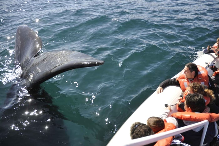 Valdes Peninsula + Whale Watching - Puerto Madryn, Patagonia