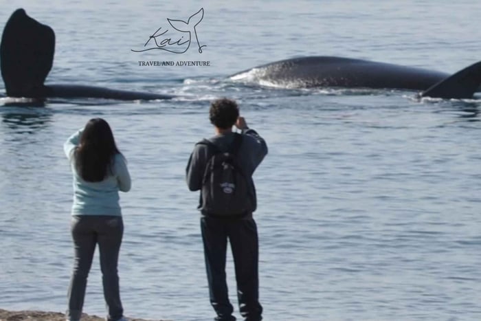 Experiência dupla com baleias: passeio de barco e observação de baleias na costa em um único dia