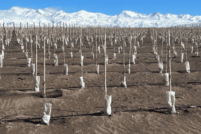 Visite touristique des caves à Maipu, Mendoza, dégustations de vins et d'huiles d'olive