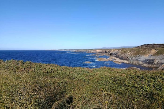 Asturie: tour guidato di birdwatching sulle scogliere di Arnao
