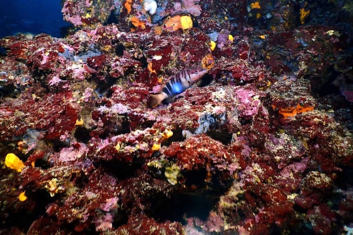 Den athenske rivieraen: Snorkling ved kysten og undervannsbilder