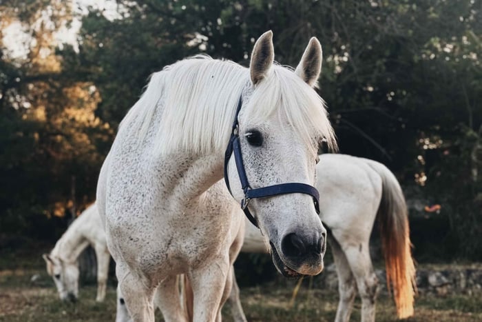 Attica Horse Trekking Adventure