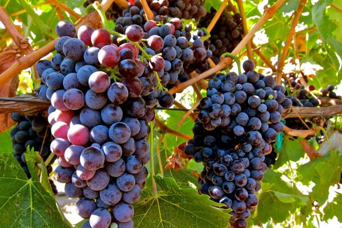 From Atlanta: Half-Day Wine Country Tour