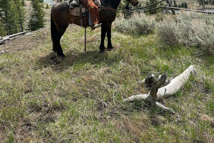 1-Hour Scenic Horseback Riding Adventure