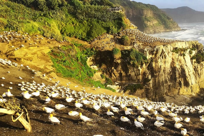 6 Day Northern Loop New Zealand Private Tour from Auckland