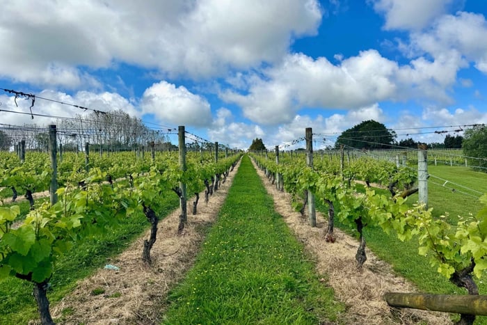 Auckland: Kumeu Wine Tasting Tour and Black Sand Beach