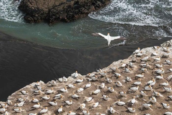 Auckland: Private Muriwai Gannets Experience
