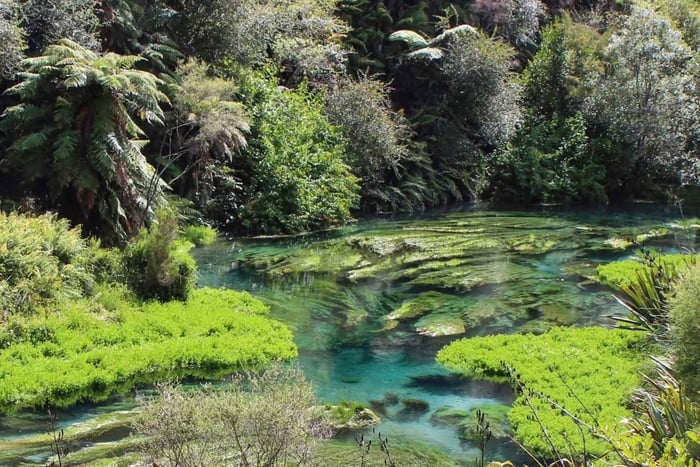 Auckland Private Tour: Hunua Falls & Blue Springs