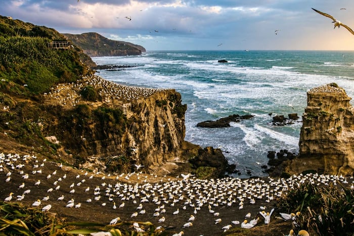 Auckland : observation des oiseaux et visite du patrimoine avec Gannets Godwits