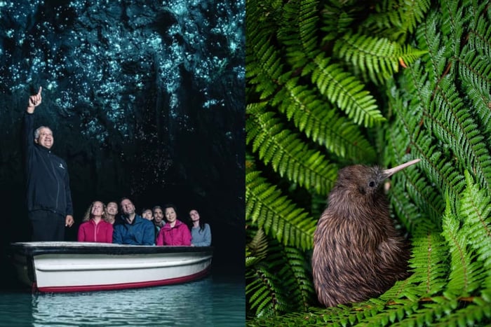 From Auckland: Waitomo Caves and Kiwi House Group Tour