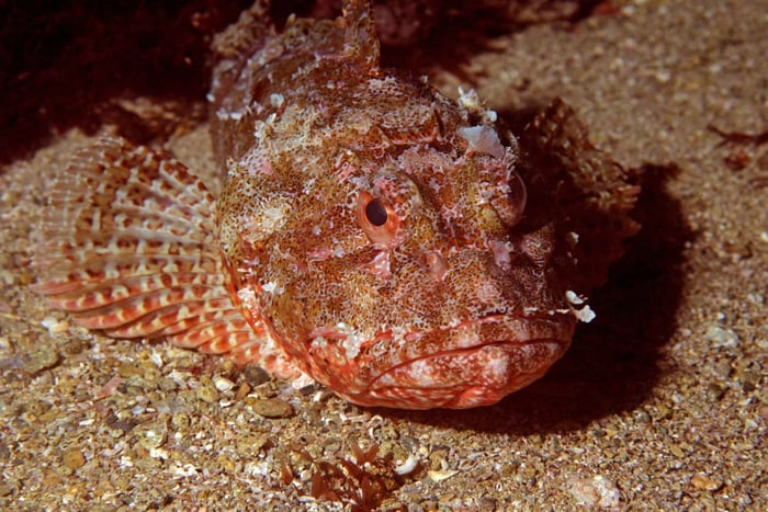 Goat Island Marine Reserve: Full-Day Dive Charter