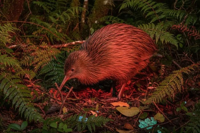 Kiwi Wilderness Experience Guided Tour (Self-Drive Option)