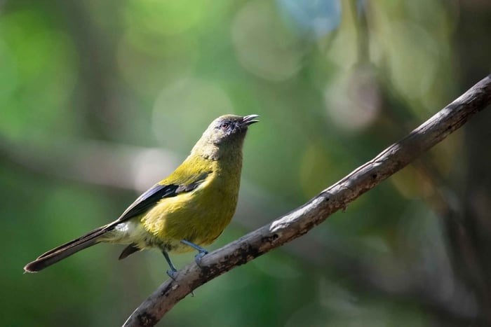Motuihe Island Wildlife Private Experience