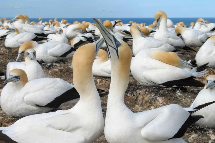 Muriwai Beach & Gannet Colony Private Tour